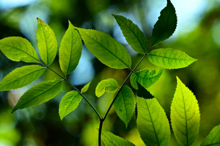 Strategie developpement durable Eversaule