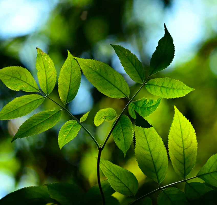 connecting-nature Strategie developpement durable Eversaule
