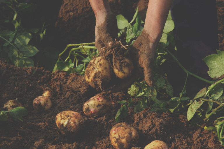 Relocalisation alimentaire Eversaule