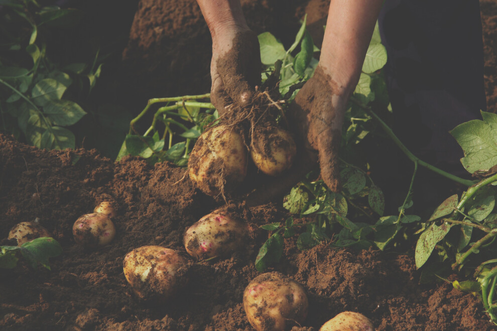 Relocalisation alimentaire Eversaule