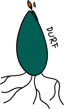 eversaule-durf-illustration eversaule-durf-illustration